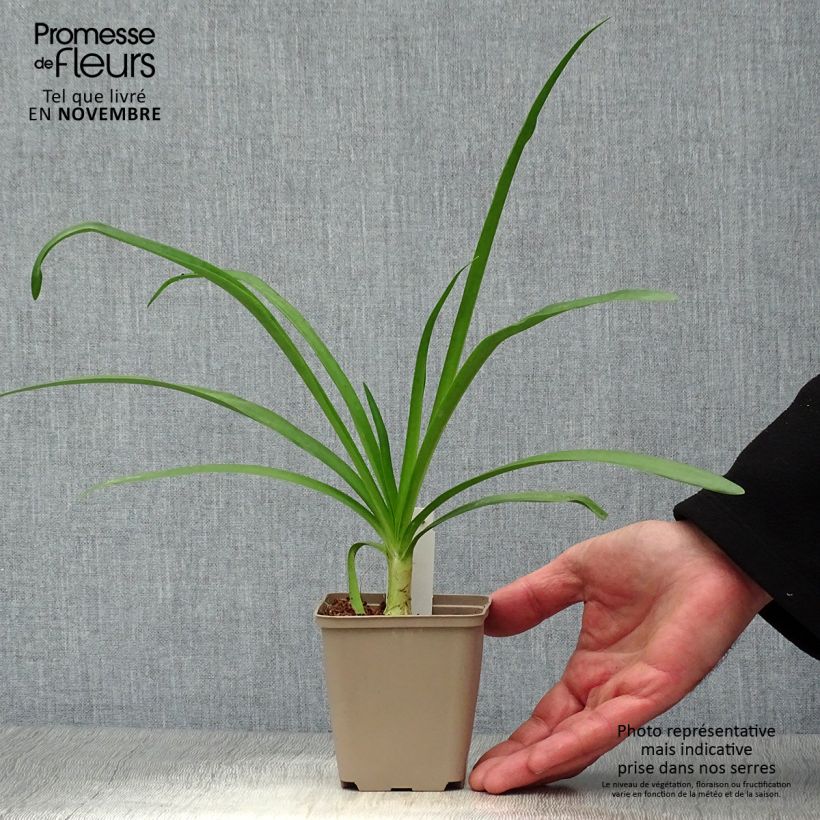 Agapanthus Blue Heaven 8/9 cm pot sample as delivered in autumn