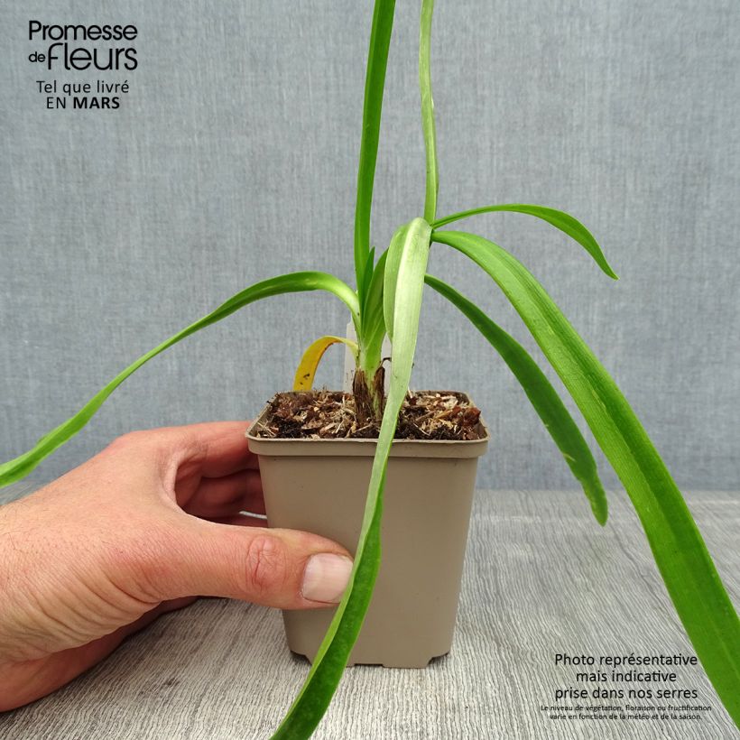 Agapanthus Blue Heaven 8/9 cm pot sample as delivered in spring