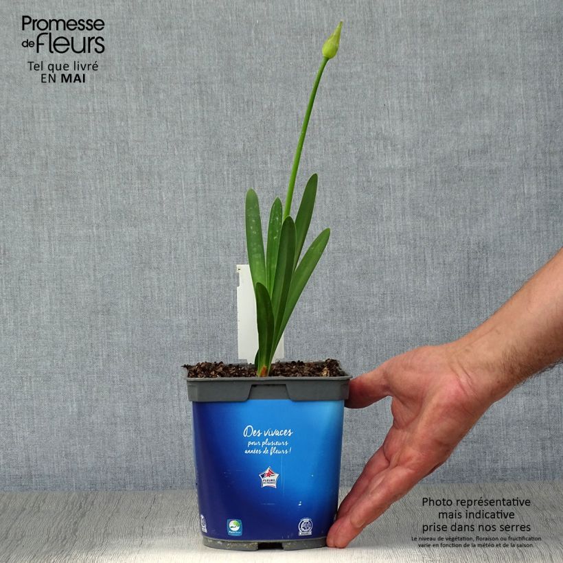 Agapanthus Blue Triumphator 2L/3L pot sample as delivered in spring