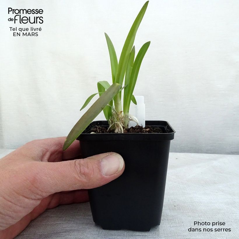 Agapanthus Brilliant Blue 8/9 cm pot sample as delivered in spring