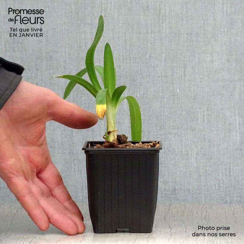 Agapanthus Charlotte 8/9 cm pot sample as delivered in winter