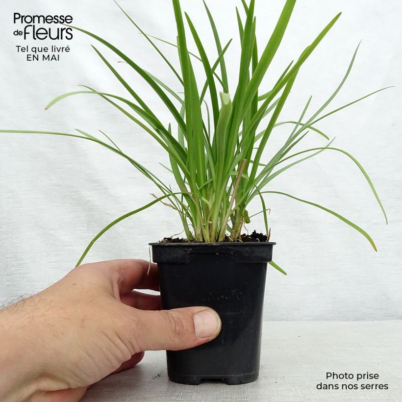 Agapanthus Charlotte 8/9 cm pot sample as delivered in spring