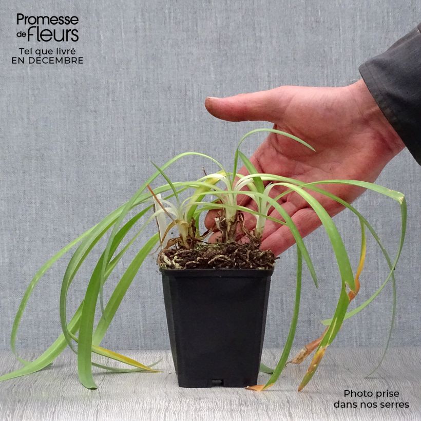 Agapanthus Dokter Brouwer 8/9 cm pot sample as delivered in winter