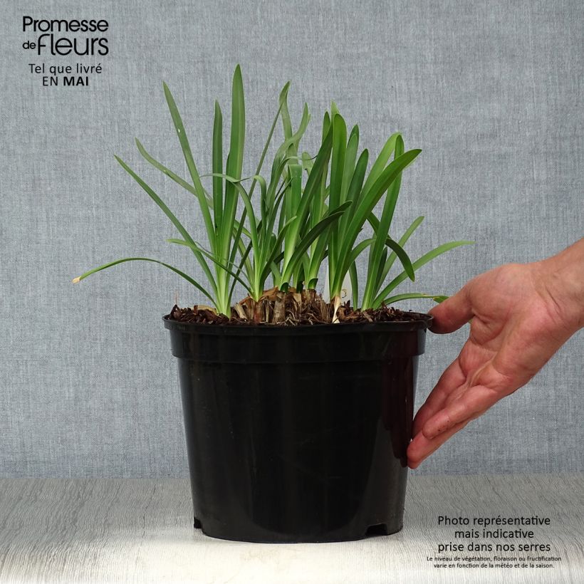 Agapanthus Dokter Brouwer 4L/5L pot sample as delivered in spring