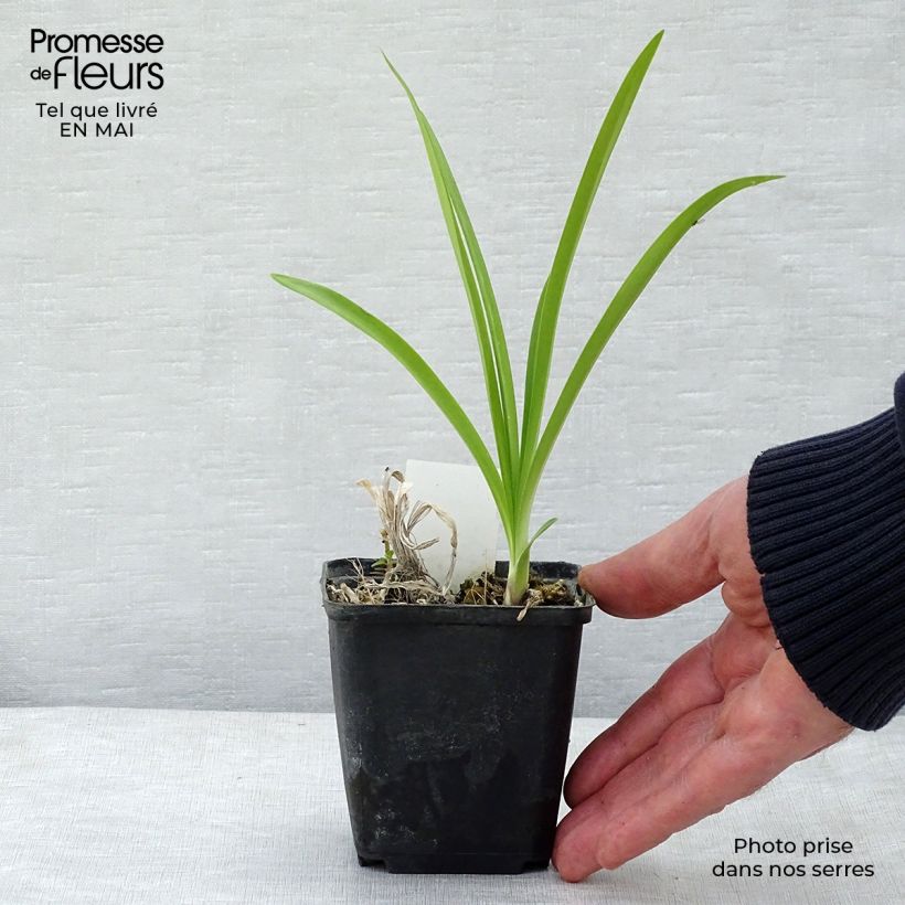 Agapanthus Dokter Brouwer 8/9 cm pot sample as delivered in spring