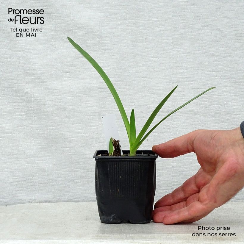 Agapanthus Donau 8/9 cm pot sample as delivered in spring