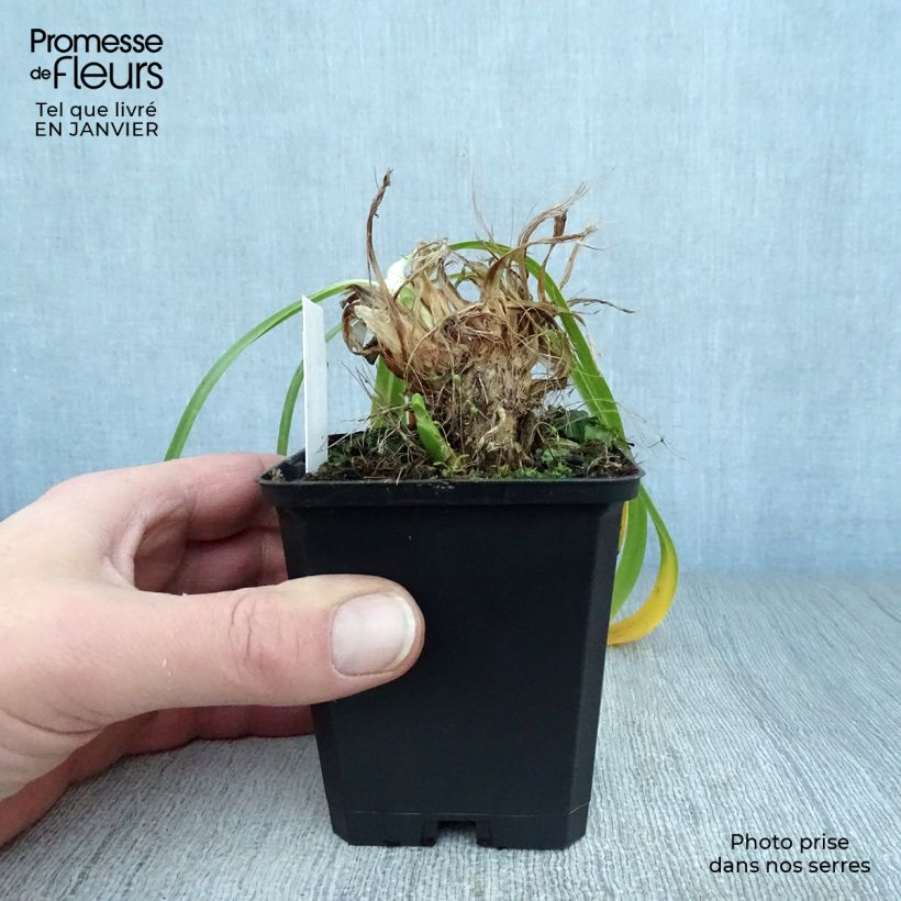 Agapanthus Donau 8/9 cm pot sample as delivered in winter