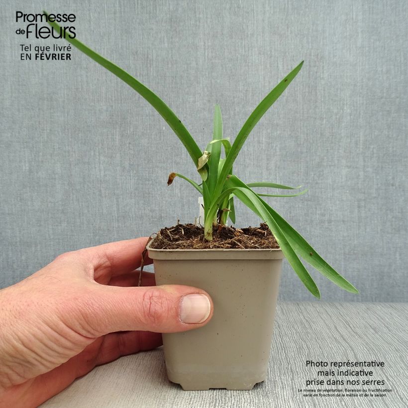 Double Diamond Agapanthus 8/9 cm pot sample as delivered in winter