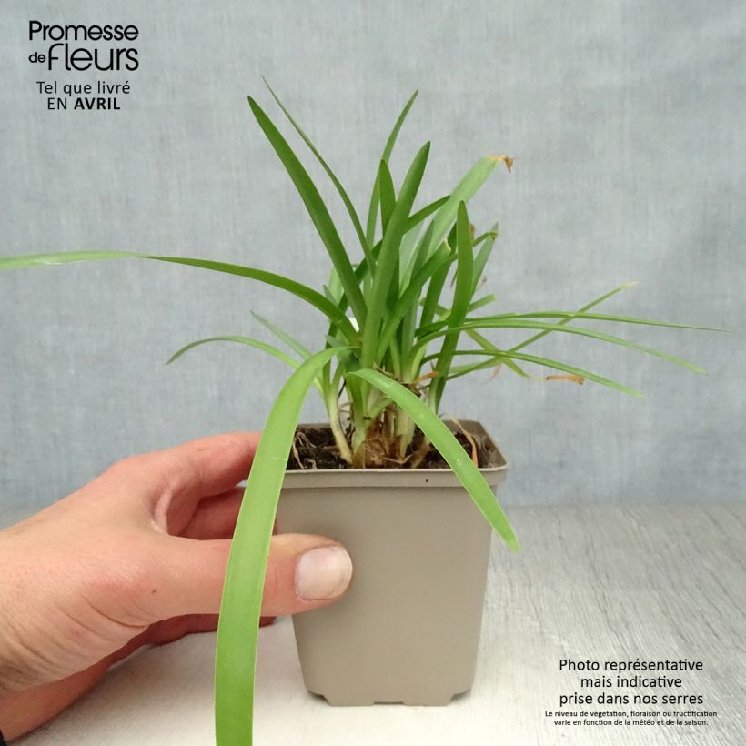 Double Diamond Agapanthus 8/9 cm pot sample as delivered in spring