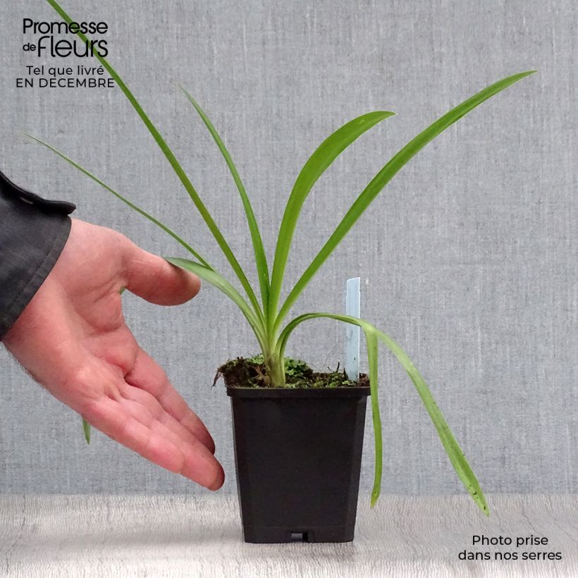 Agapanthus Enigma 8/9 cm pot sample as delivered in winter