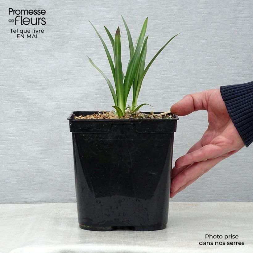 Agapanthus Flower of Love 3L/4L pot sample as delivered in spring