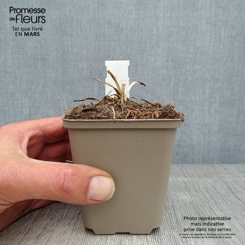 Agapanthus Flower of Love 8/9 cm pot sample as delivered in spring