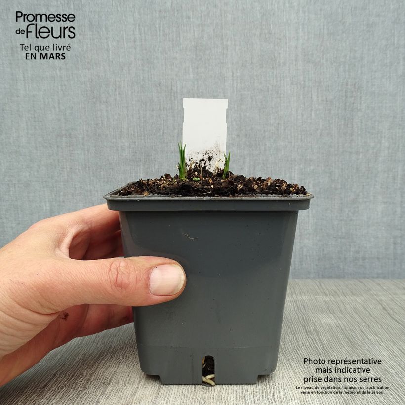 Agapanthus Flower of Love 1L/1.5L pot sample as delivered in spring