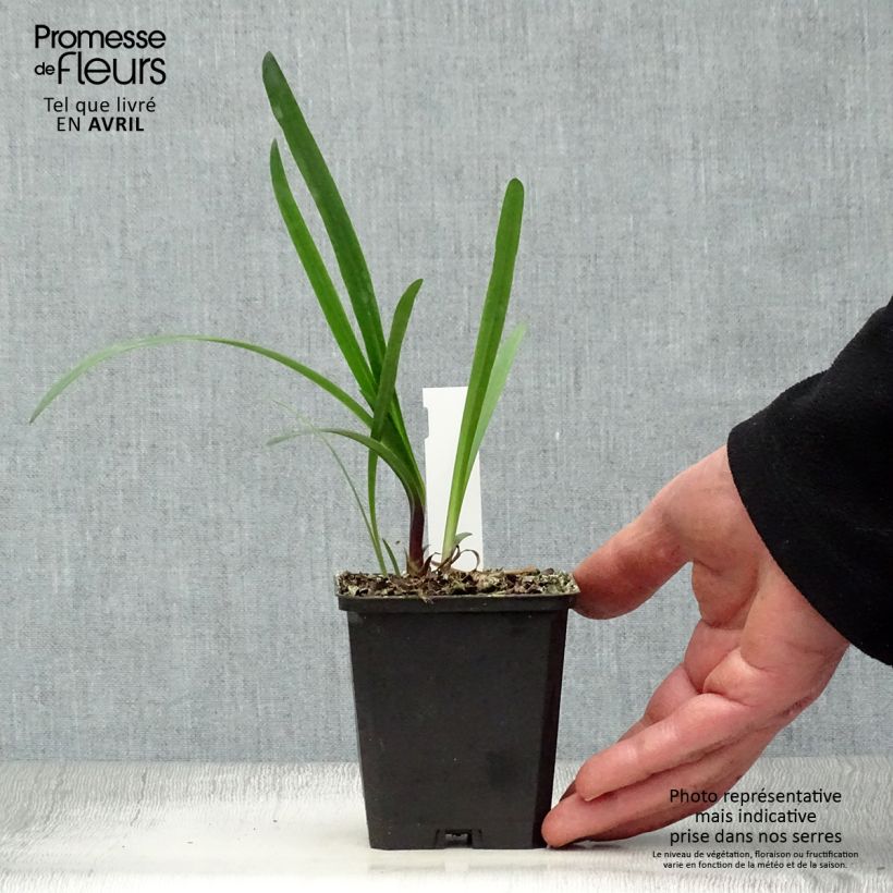 Agapanthus Glacier Stream 8/9 cm pot sample as delivered in spring