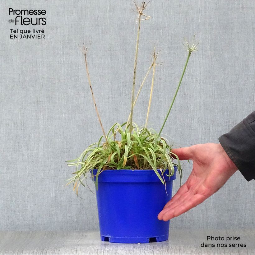 Agapanthus Golden Drop 2L/3L pot sample as delivered in winter