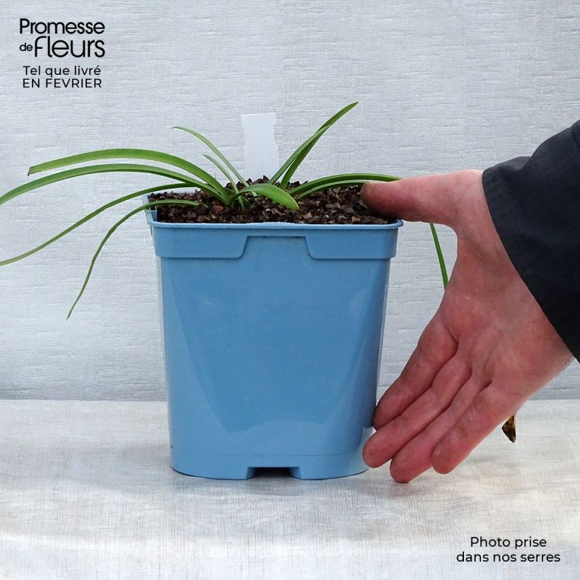 Agapanthus Graphite White 2L/3L pot sample as delivered in winter
