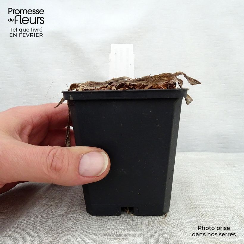 Agapanthus Headbourne Blue 8/9 cm pot sample as delivered in winter