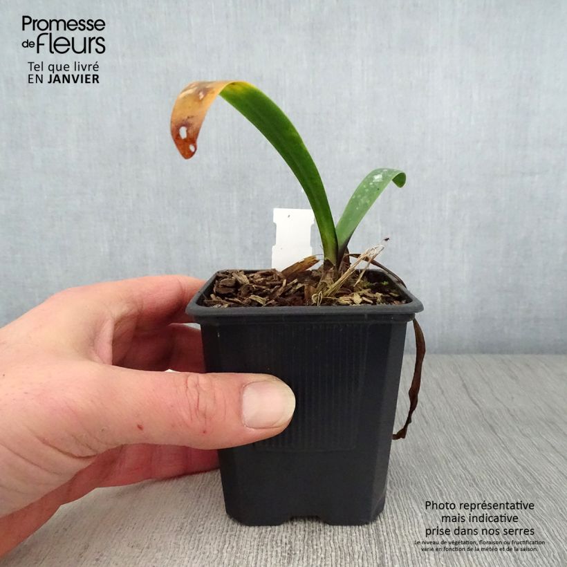 Agapanthus inapertus Intermedius 8/9 cm pot sample as delivered in winter