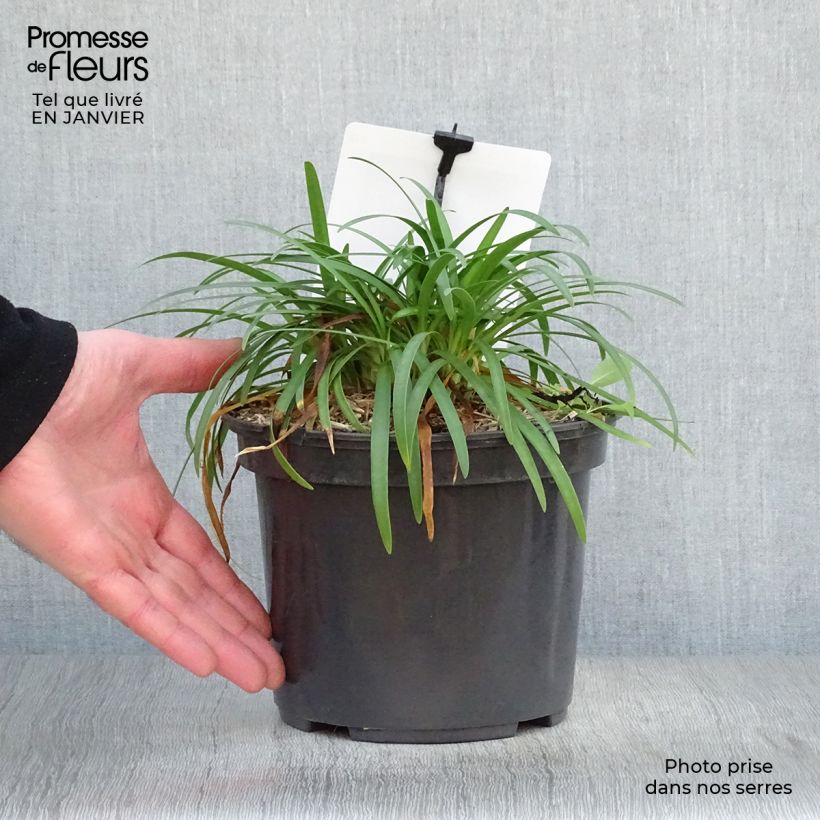 Agapanthus Lapis Lazuli 2L/3L pot sample as delivered in winter