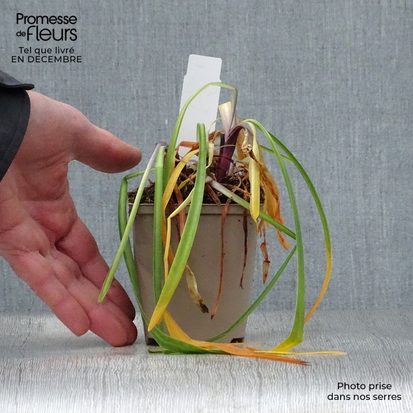 Agapanthus Navy Blue 8/9 cm pot sample as delivered in winter