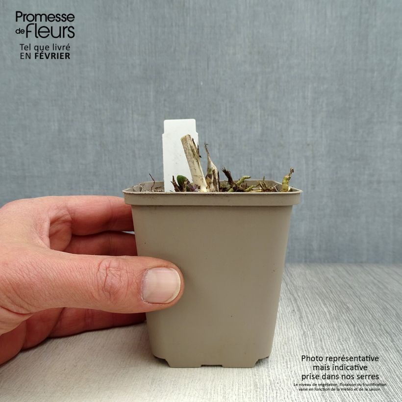 Agapanthus Northern Star 8/9 cm pot sample as delivered in winter