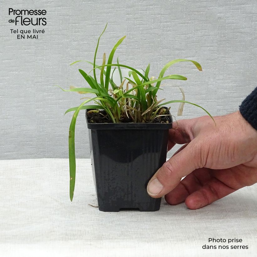 Agapanthus Peter Pan 8/9 cm pot sample as delivered in spring