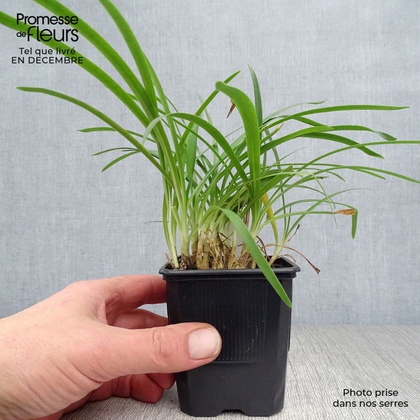 Agapanthus Peter Pan 8/9 cm pot sample as delivered in winter