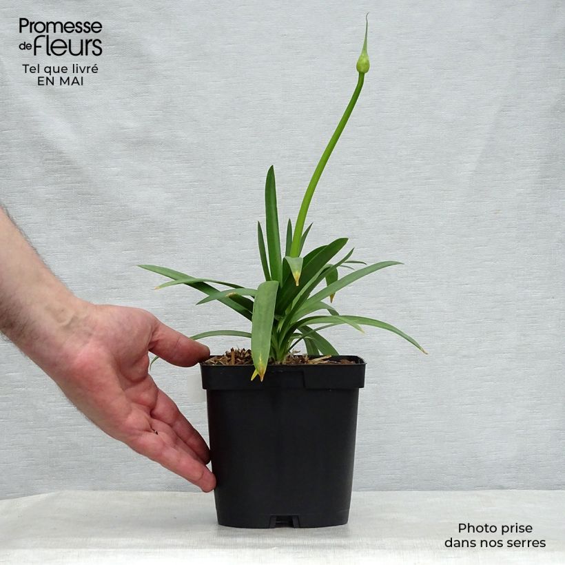 Agapanthus Pitchoune White 2L/3L pot sample as delivered in spring