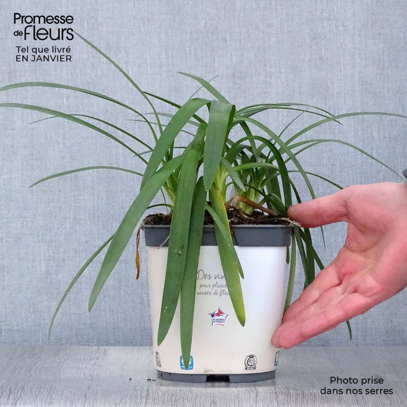 Agapanthus Pitchoune White 2L/3L pot sample as delivered in winter