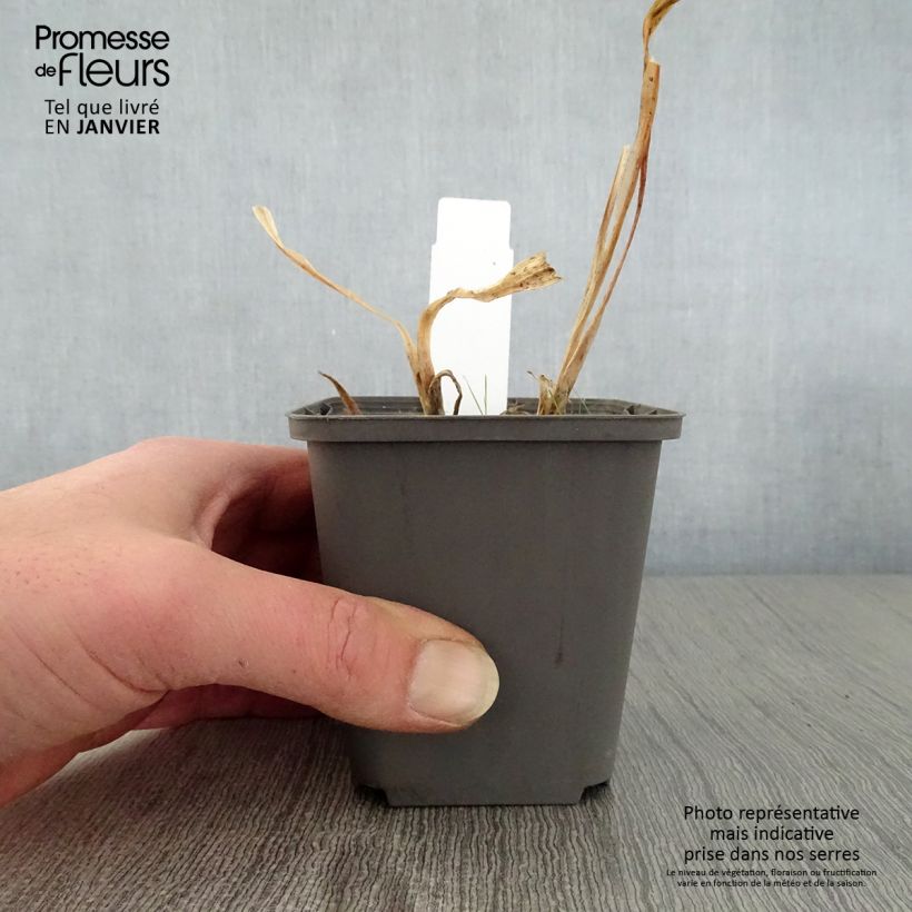 Agapanthus  africanus Polar Ice 8/9 cm pot sample as delivered in winter