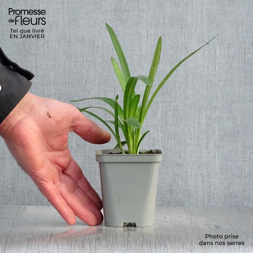 Agapanthus Pretty Sandy 8/9 cm pot sample as delivered in winter