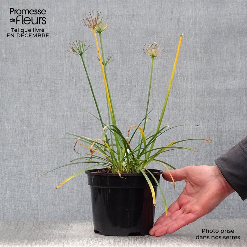 Agapanthus Pretty Sandy 2L/3L pot sample as delivered in winter