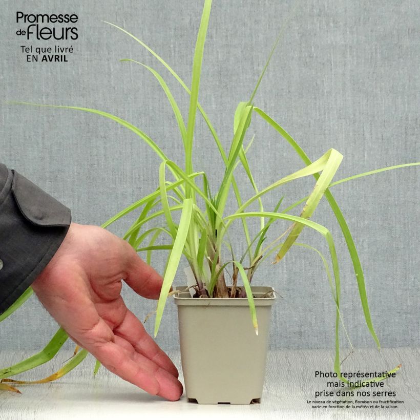 Agapanthus Purple Cloud 8/9 cm pot sample as delivered in spring