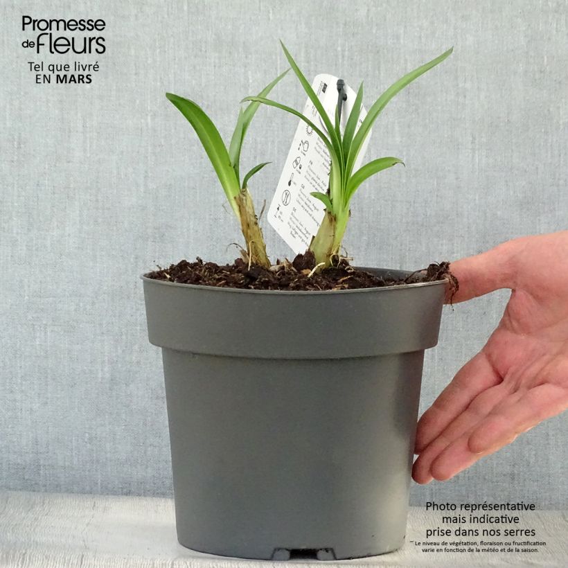 Agapanthus Purple Heart 2L/3L pot sample as delivered in spring