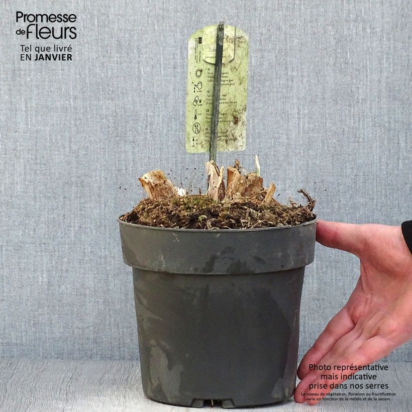 Agapanthus Purple Heart 2L/3L pot sample as delivered in winter