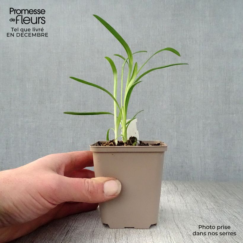 Agapanthus Queen Mum 8/9 cm pot sample as delivered in winter