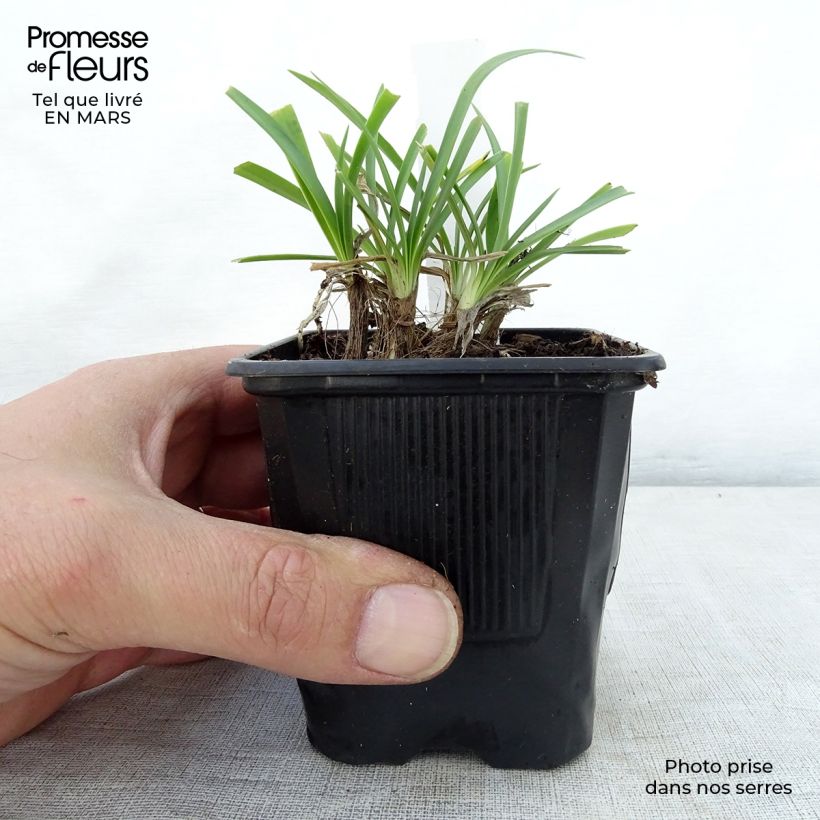 Agapanthus campanulatus Rosewarne 8/9 cm pot sample as delivered in spring