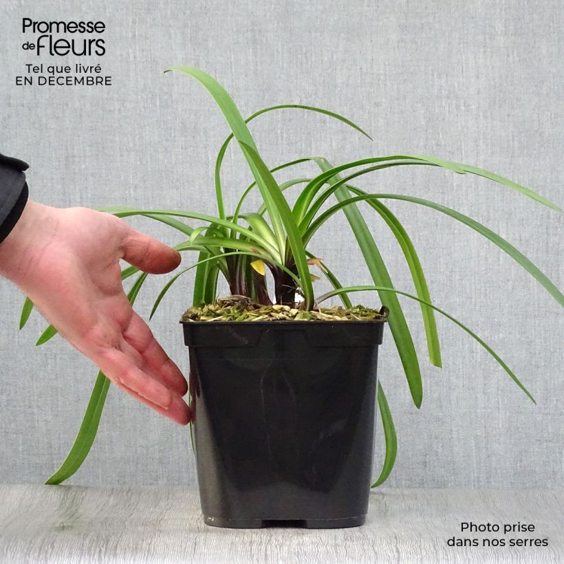 Agapanthus Royal Velvet 2L/3L pot sample as delivered in winter