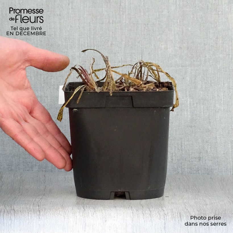 Agapanthus Silver Moon 1L/1.5L pot sample as delivered in winter