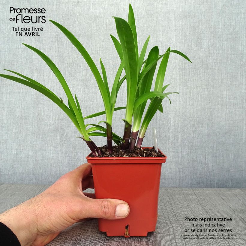 Agapanthus Stars and Stripes 1L/1.5L pot sample as delivered in spring