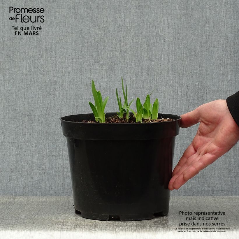 Agapanthus Sunfield 2L/3L pot sample as delivered in spring