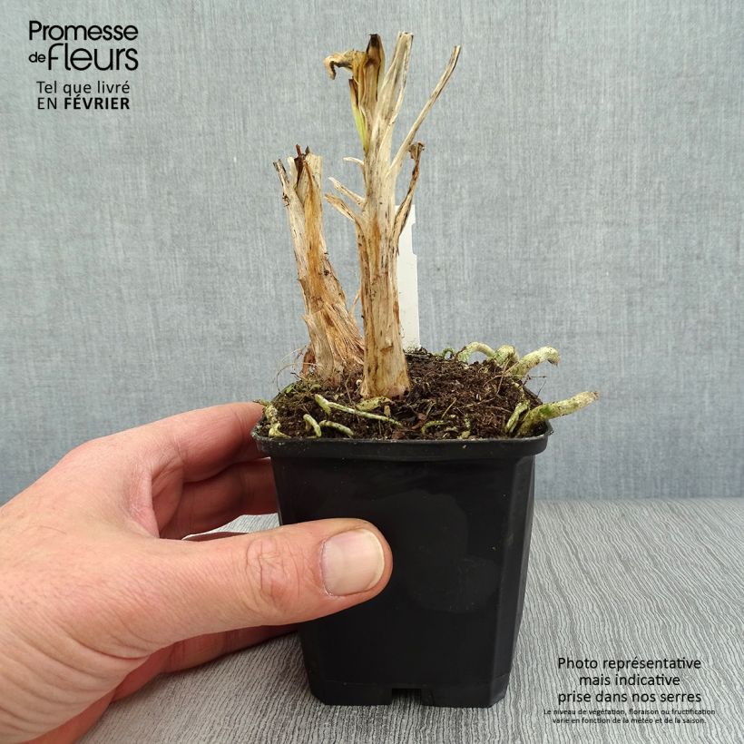 Agapanthus Twister 8/9 cm pot sample as delivered in winter