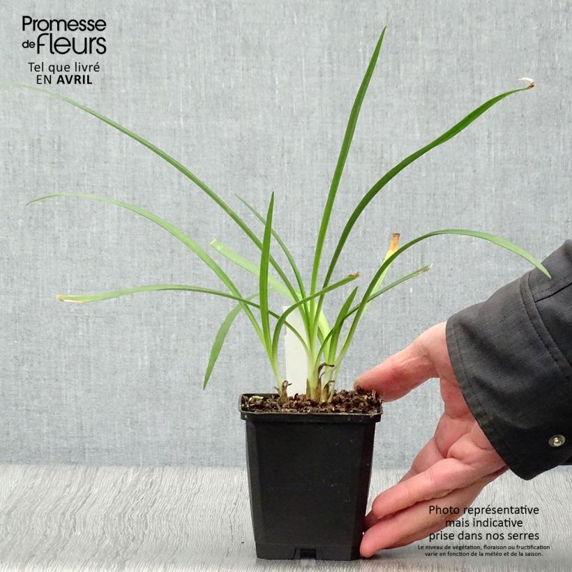 Agapanthus Twister 8/9 cm pot sample as delivered in spring