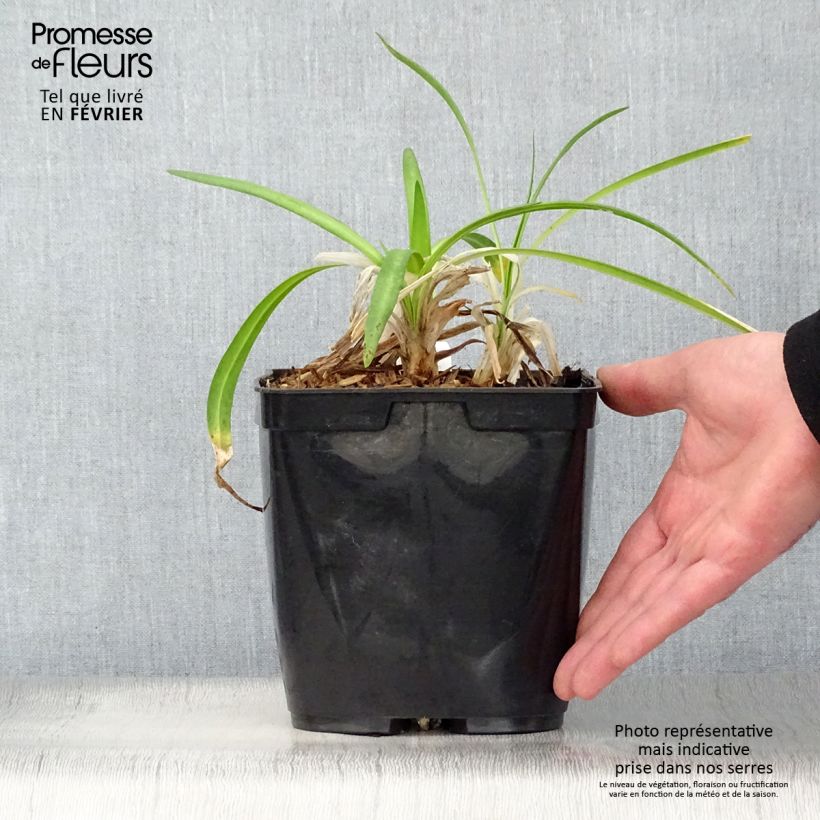 Agapanthus Twister 3L/4L pot sample as delivered in winter