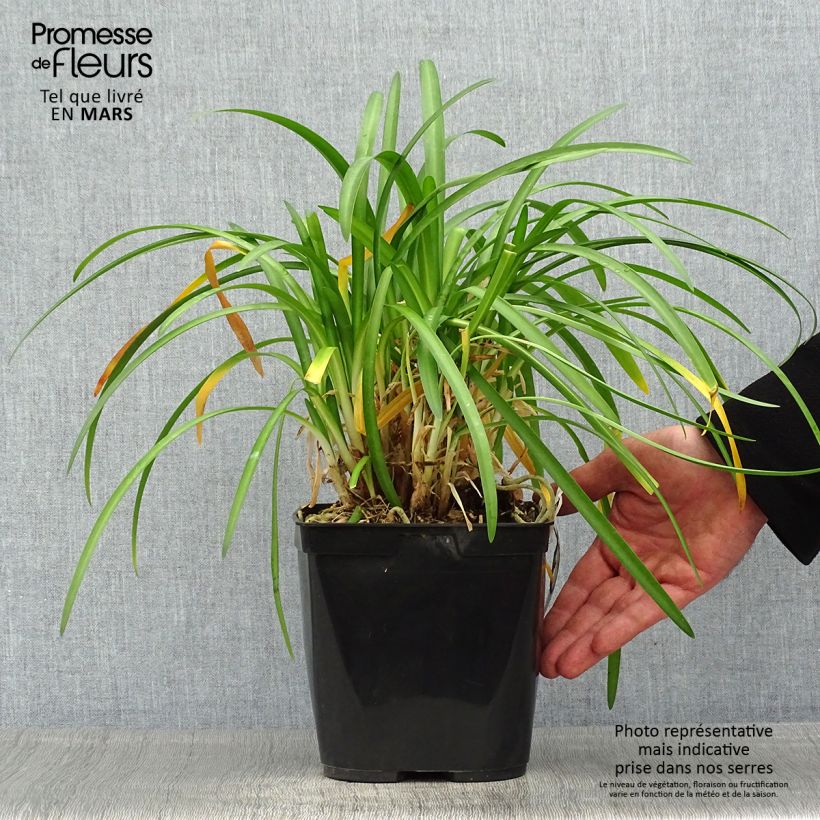 Agapanthus hybridus Vallée de la Romanche 2L/3L pot sample as delivered in spring