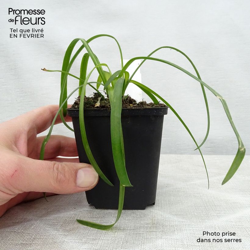 Agapanthus White Heaven 8/9 cm pot sample as delivered in winter