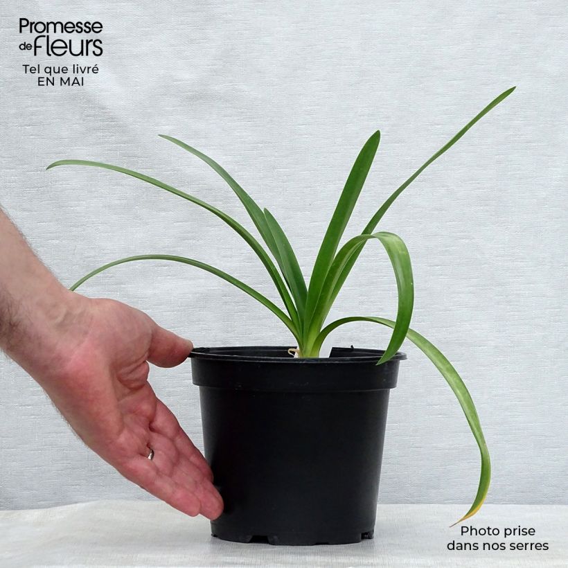 Agapanthus White Heaven 2L/3L pot sample as delivered in spring
