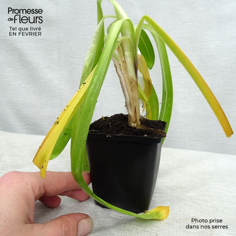Agapanthus Windsor Grey 8/9 cm pot sample as delivered in winter