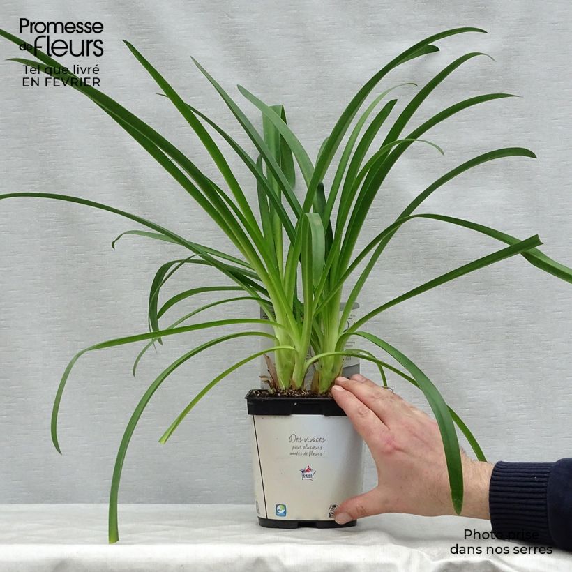 Agapanthus africanus Albus 2L/3L pot sample as delivered in winter