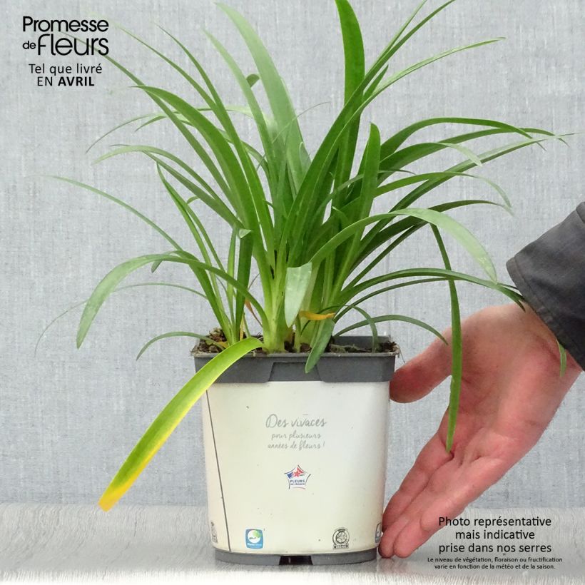 Agapanthus africanus Albus 2L/3L pot sample as delivered in spring